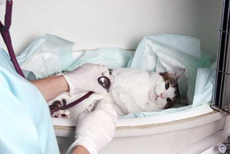 Дилатационная кардиомиопатия у кошек: причины, разновидности, симптомы и  лечение | ветеринарная клиника Bonita