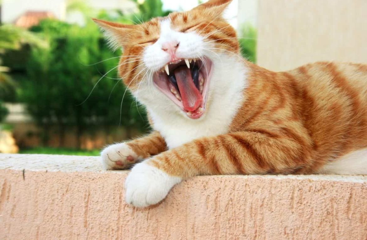 Сильный запах кошки. Рыжий кот открыл рот. Рыжий кот с одним зубом. Воняешь кот.