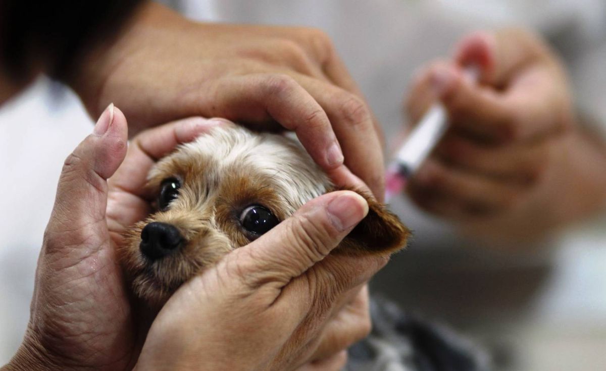 Прививка для щенка