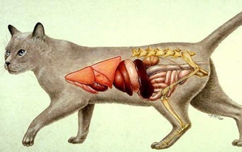 Коты легких делают. Анатомия кошки органы. Строение внутренних органов кота брюшная полость. Кошачий инфекционный перитонит. Анатомия кота внутренние органы.