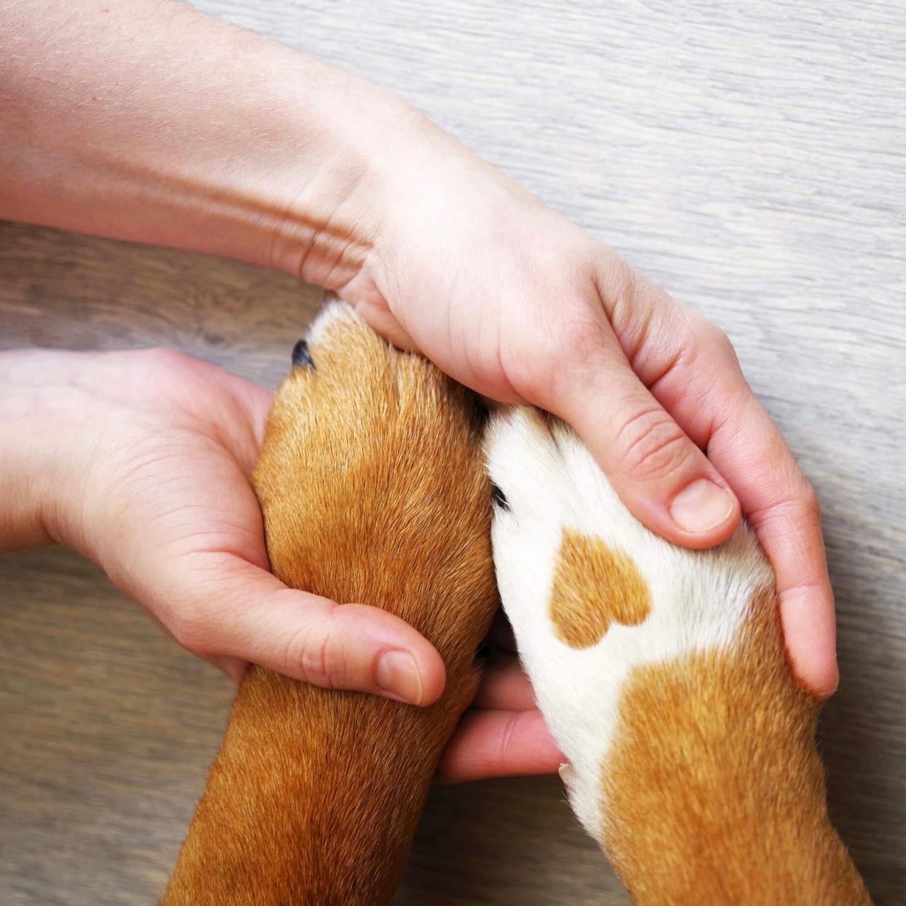 Собачья лапа и рука человека. Собачья лапа. Лапа собаки и человека. Лапа собаки и рука человека.