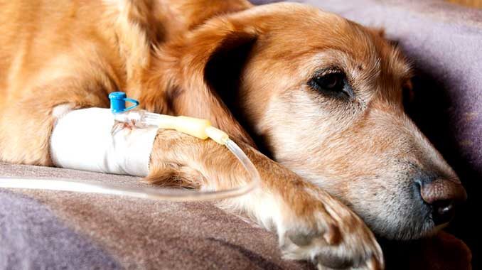 Лептоспироз собак - статьи и публикации ветеринарной клиники Bonita