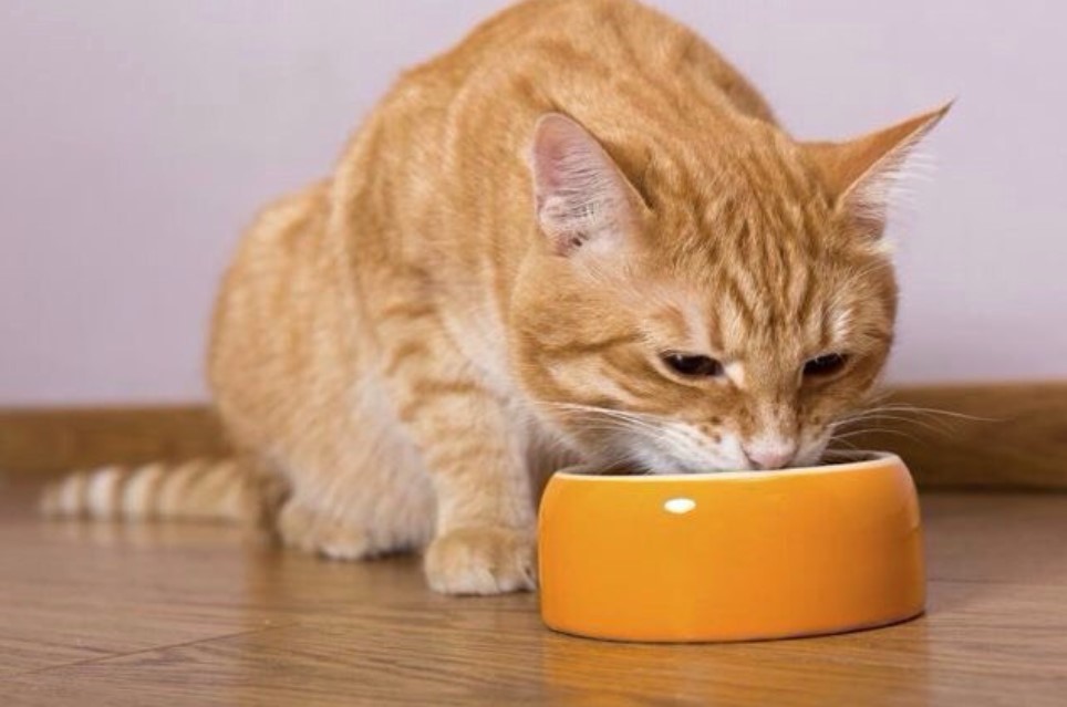Что у кошки в плошке? Советы по кормлению - статьи и публикации  ветеринарной клиники Bonita