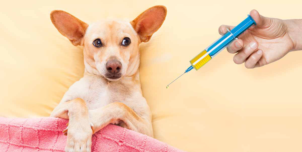 Вакцинация от бешенства у животных